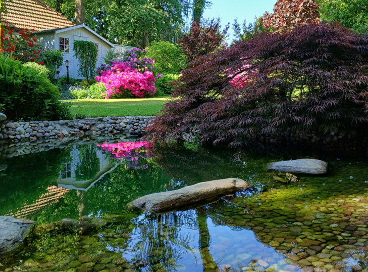 Staw w ogrodzie z klonem palmowym