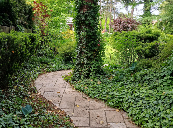 Kręta ścieżka w leśnym ogrodzie