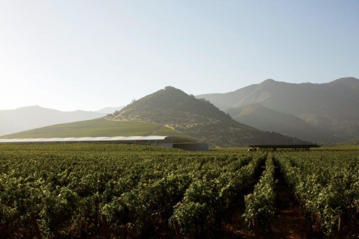 Winnica Vik Millahue | Zdjęcie: Cristobal Palma